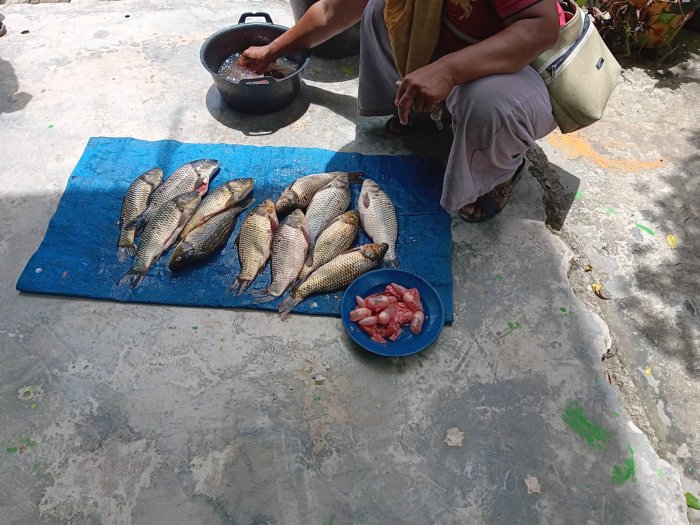 Dukung Perekonomian Warga, MTsN 6 Kerinci Borong Ikan Nila dari Masyarakat Sekitar