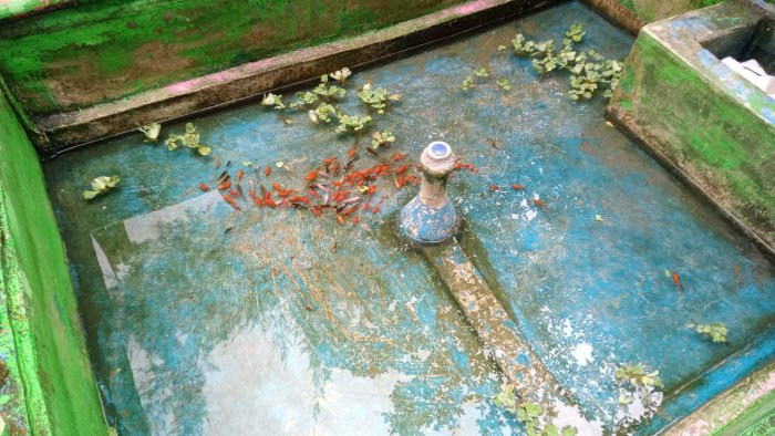 MTsN 6 Kerinci Manfaatkan Kolam Madrasah Sebagai Wadah Budidaya Ikan Hias