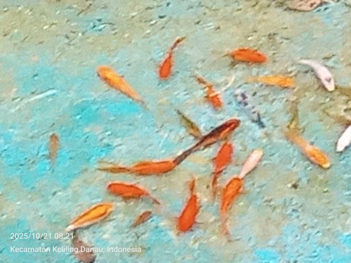 Menanamkan Konsep Cinta Alam, MTsN 6 Kerinci Ajak Siswa Tebar Bibit Ikan di Kolam Sekolah