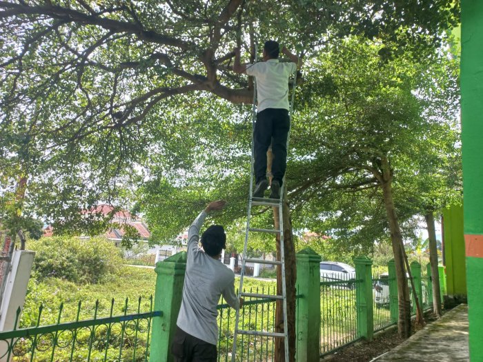 Wujudkan Lingkungan Asri dan Aman, Tim Sarpras MTsN 6 Kerinci Lakukan Perawatan Pohon Lindung