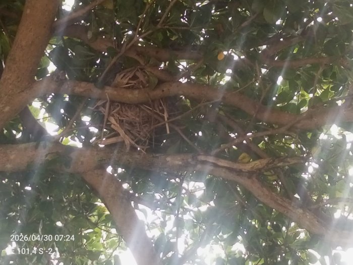 Keasrian MTsN 6 Kerinci Jadi Rumah Nyaman Bagi Burung dan Warga Madrasah